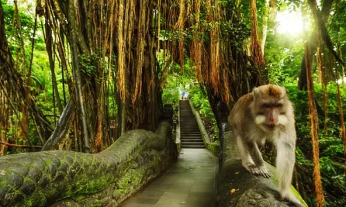 ubud 2