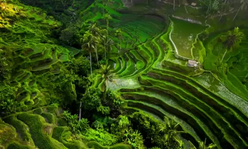 ubud 3